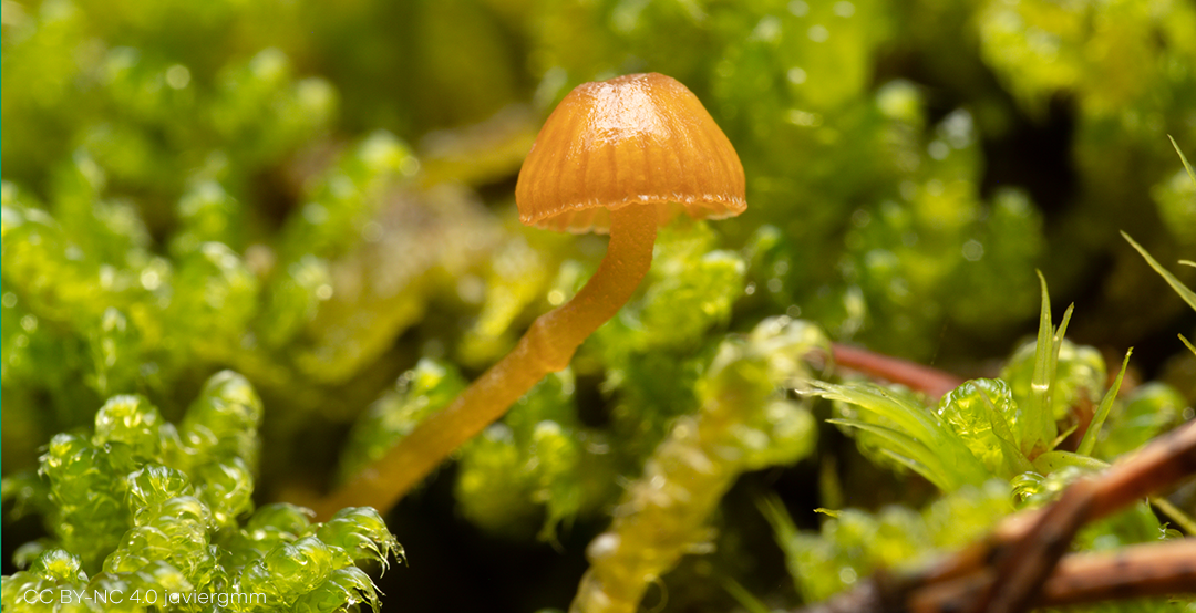 Nueva edición del Taller GBIF.ES: Mejora de la calidad de datos de biodiversidad