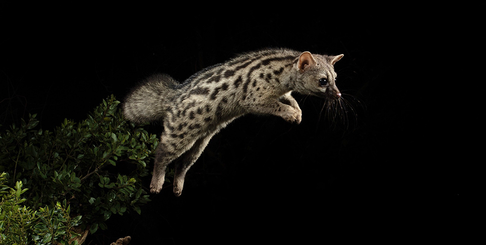 Nuevo Taller GBIF.ES: Estandarización, documentación y publicación de datos de seguimientos de biodiversidad