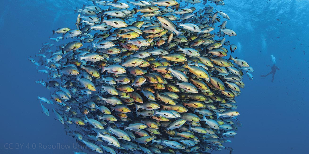 Ya está aquí el Plan de formación GBIF España 2026