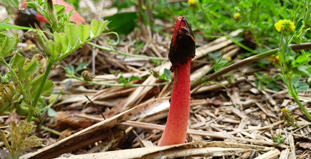 III Taller GBIF.ES: Mejora de la calidad de datos de biodiversidad: herramientas para el control de calidad de los datos, desde la captura hasta su publicación y su uso en el contexto de GBIF