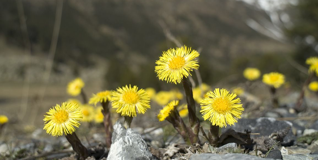 Participa en el XIX Taller GBIF.ES: Modelización de Nichos Ecológicos