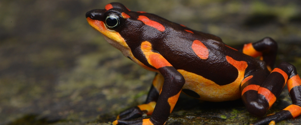 Atelopus varius observada en Puntarenas (Costa Rica) por Gert Jav Verspui, CC BY 4.0.